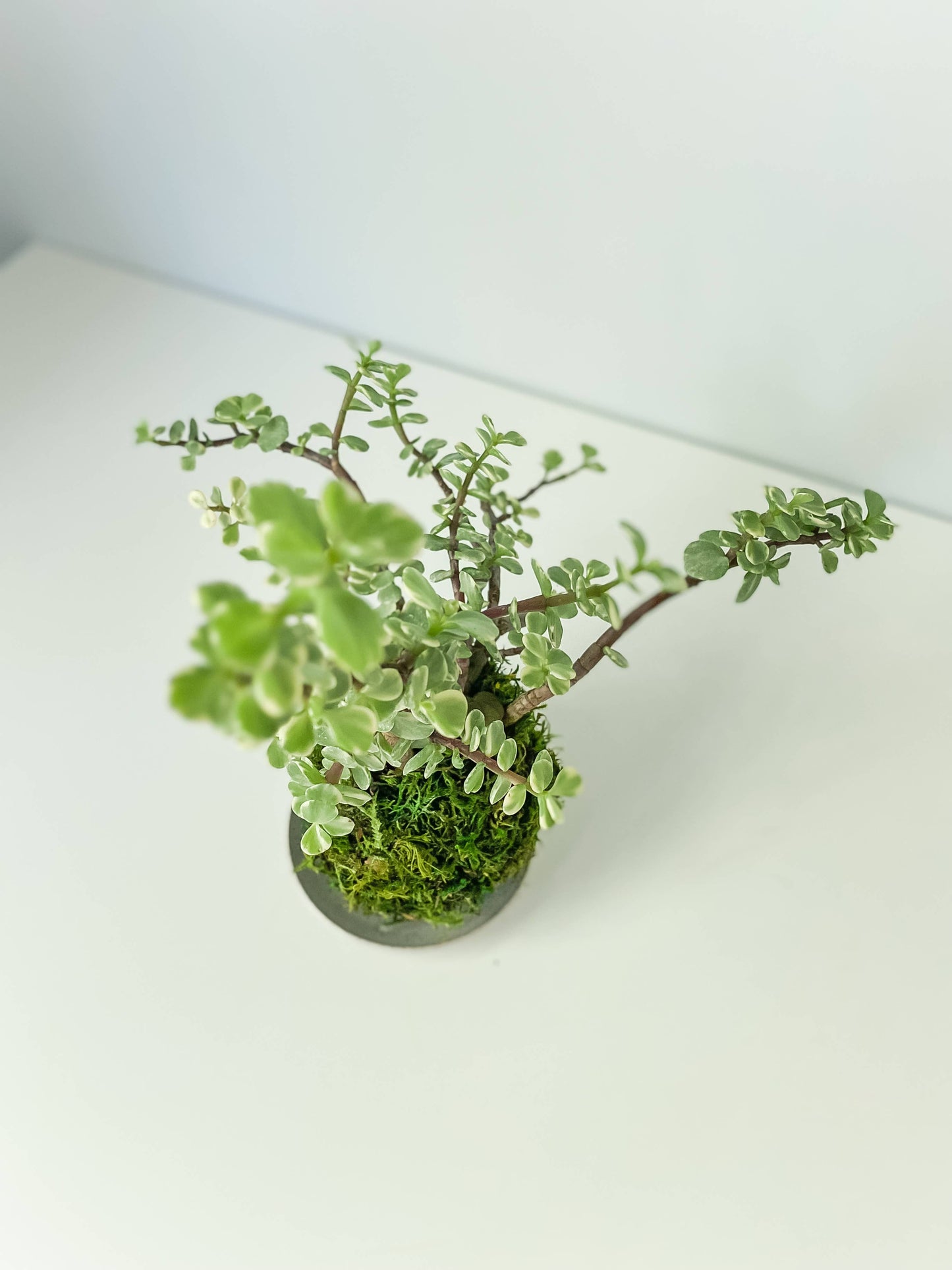 Elephant Bush Variegated Kokedama