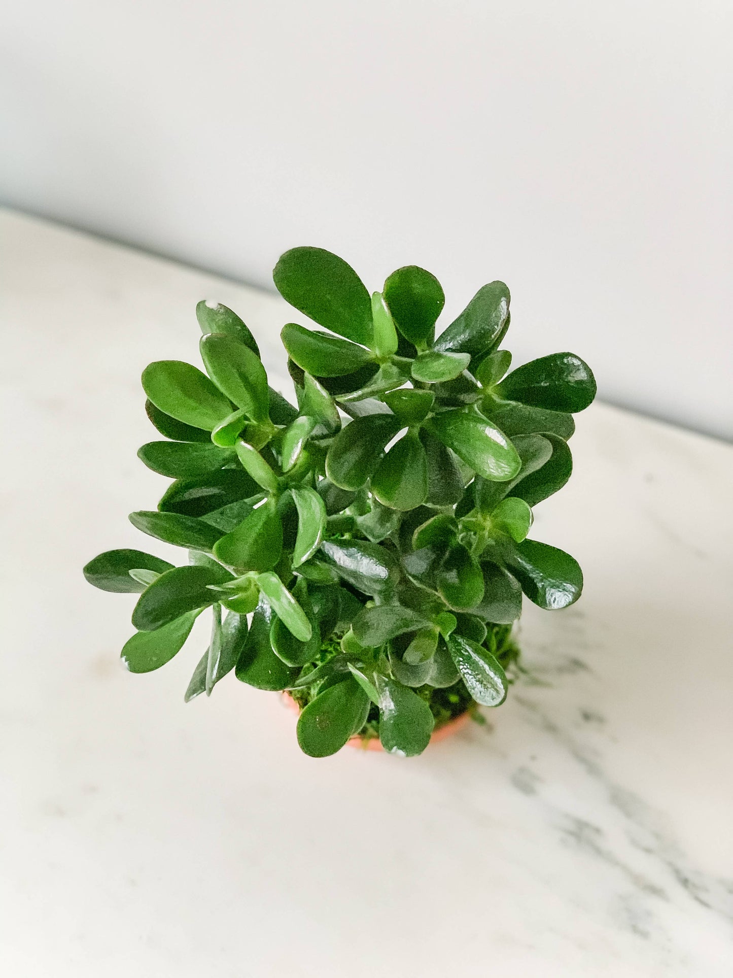 Jade Kokedama