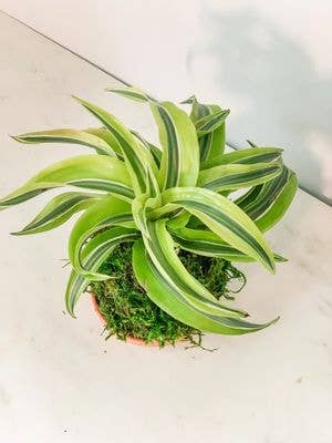Dracaena Lemon Lime Kokedama