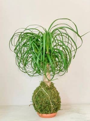 Pony Tail Palm Stump Kokedama
