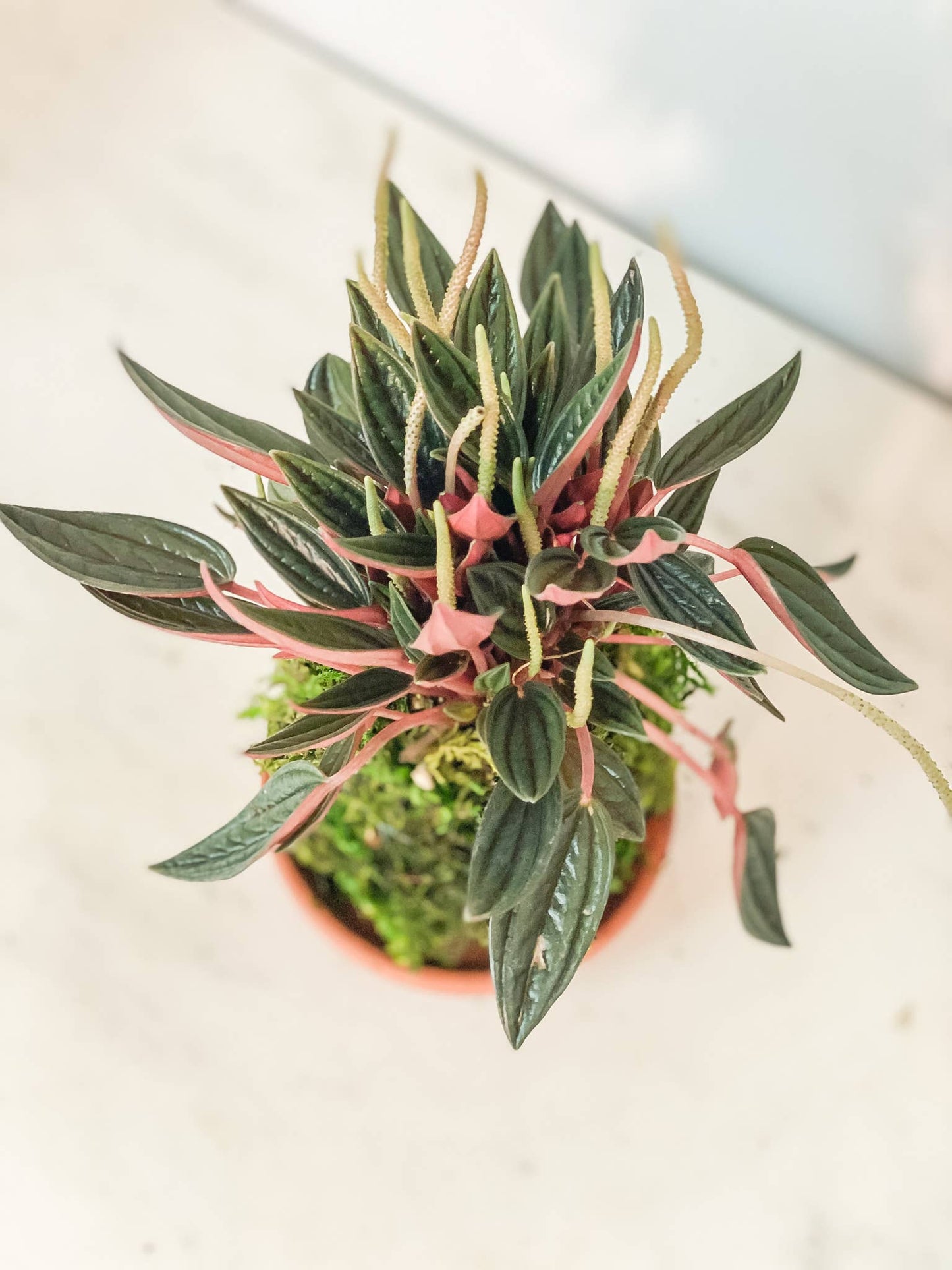 Pepermomia Rosso Kokedama