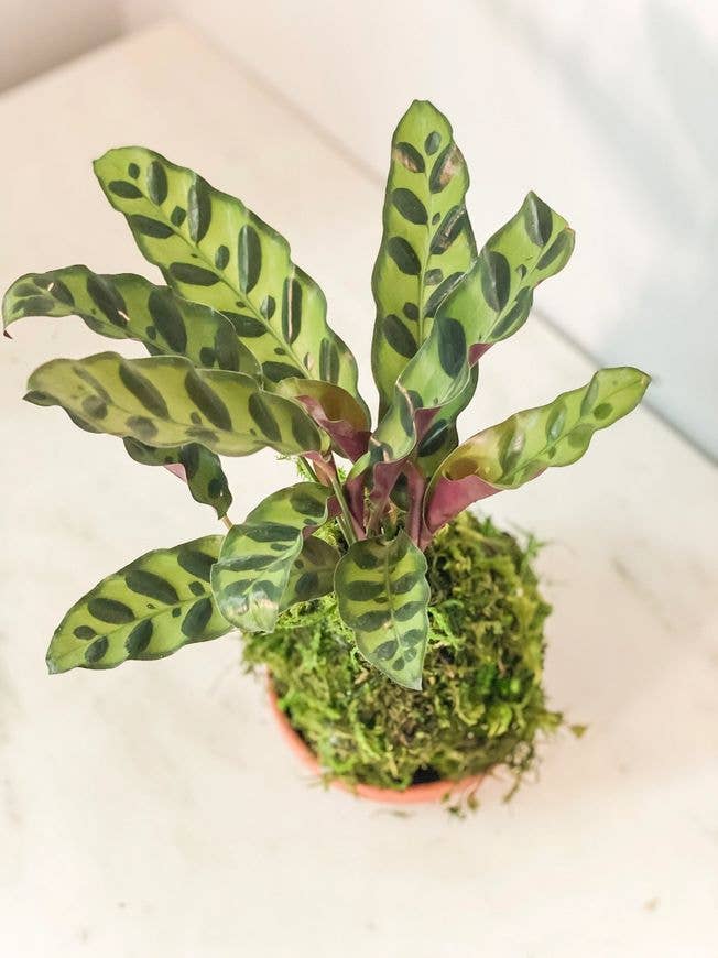 Calathea (Rattlesnake) Kokedama