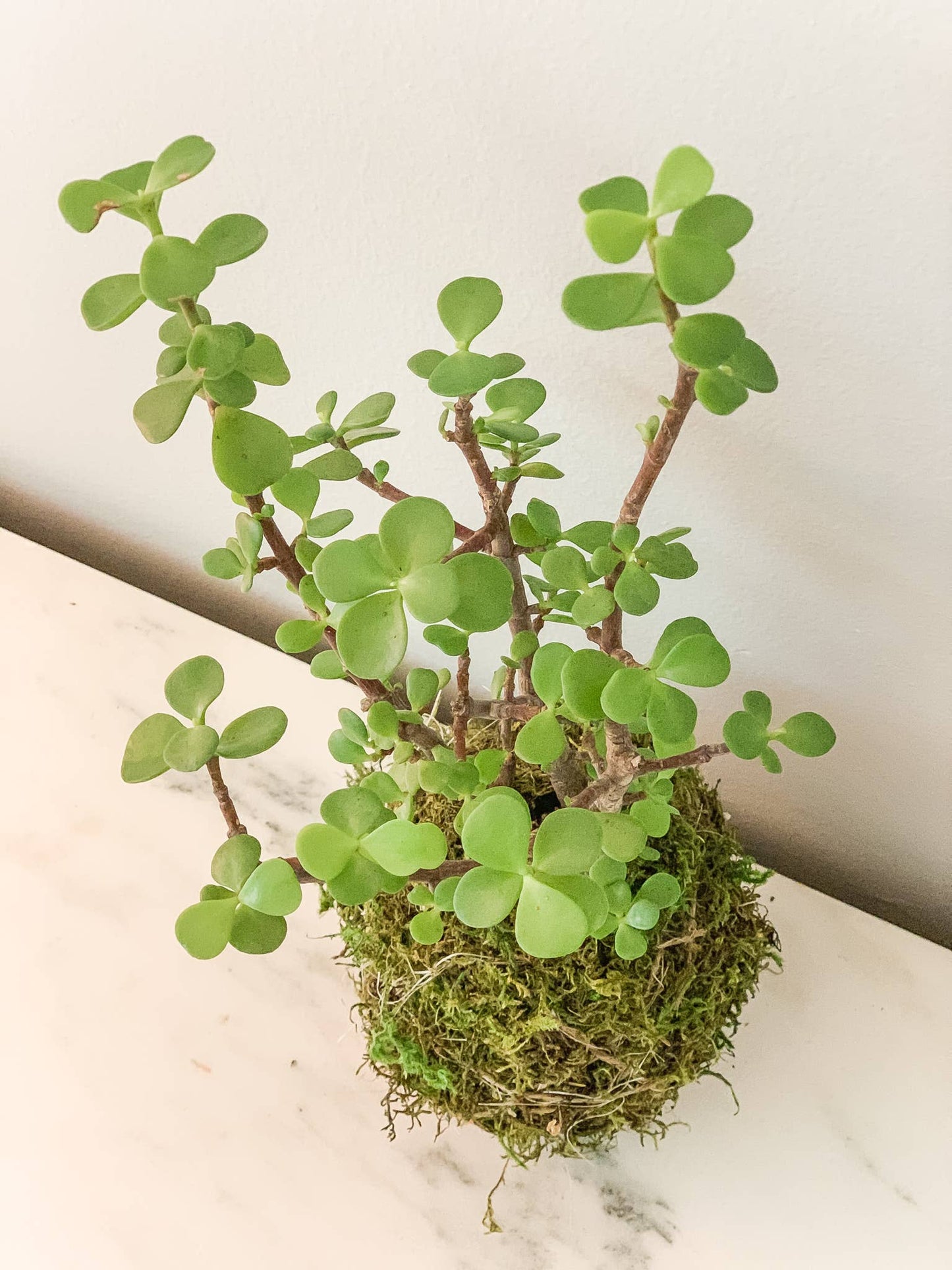 Elephant Bush Green Kokedama