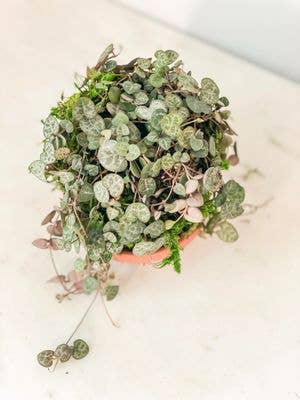 String of Hearts Kokedama